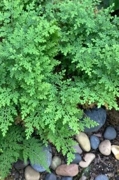 Arborvitae Fern (Selaginella Braunii) - 1 Gallon Pot 8 Arborvitae Fern (Selaginella Braunii) - 1 Gallon Pot -Garden Plant Store selaginella braunii arborvitae fern 2 1