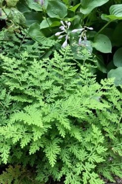 Arborvitae Fern (Selaginella Braunii) - 1 Gallon Pot 9 Arborvitae Fern (Selaginella Braunii) - 1 Gallon Pot -Garden Plant Store selaginella braunii arborvitae fern 3 1