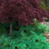 Arborvitae Fern (Selaginella Braunii) - 1 Gallon Pot