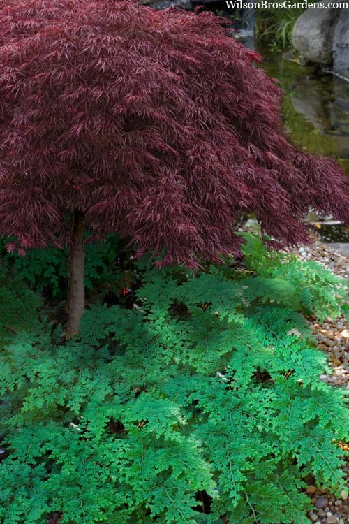 Arborvitae Fern (Selaginella Braunii) - 1 Gallon Pot 1 Arborvitae Fern (Selaginella Braunii) - 1 Gallon Pot