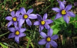 Moody Blues Blue-Eyed Grass (Sisyrinchium) - 1 Gallon Pot -Garden Plant Store sisyrinchium idahoense macounii moody blues blue eyed grass 4