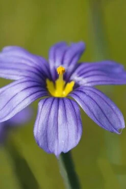 Moody Blues Blue-Eyed Grass (Sisyrinchium) - 1 Gallon Pot -Garden Plant Store sisyrinchium idahoense macounii moody blues blue eyed grass 5