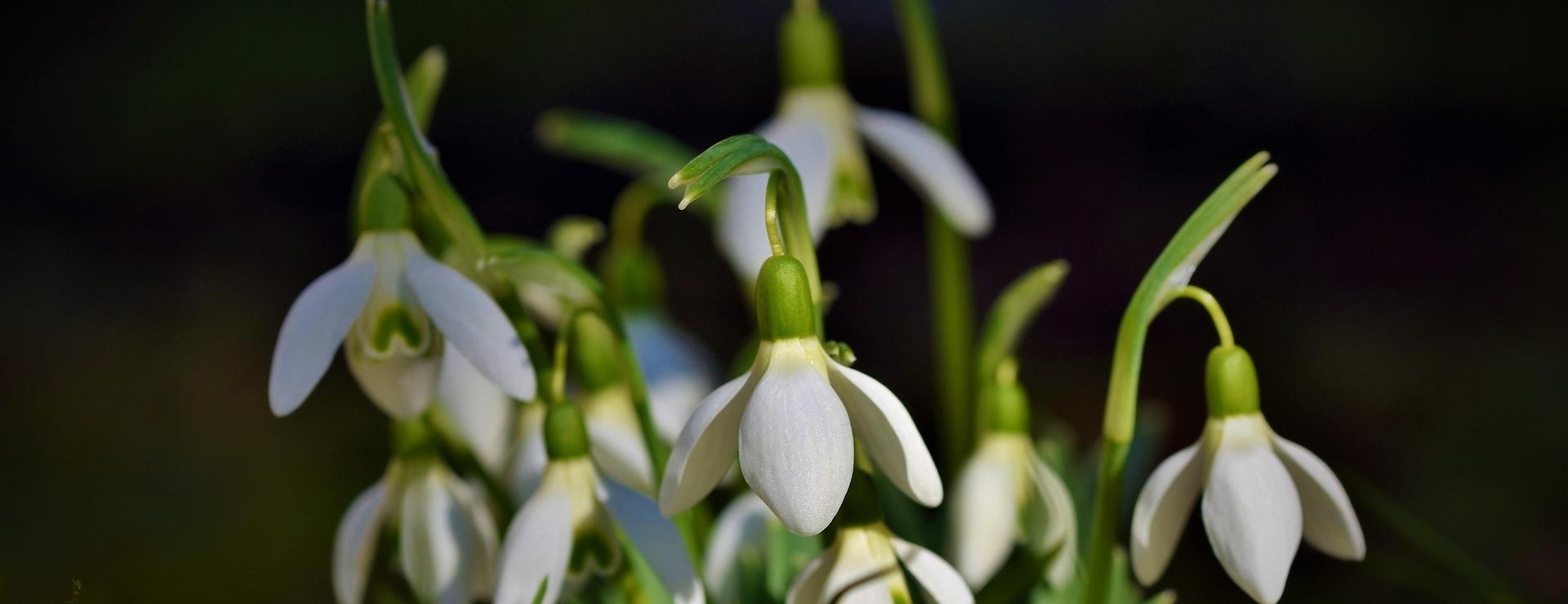 Garden Plant Store -Garden Plant Store snowdrop 4029890 1920 1