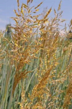 Indian Steel Blue Prairie Grass (Sorghastrum Nutans) - 1 Gallon Pot 14 Indian Steel Blue Prairie Grass (Sorghastrum Nutans) - 1 Gallon Pot -Garden Plant Store sorghastrum nutans indian steel blue prairie grass 2