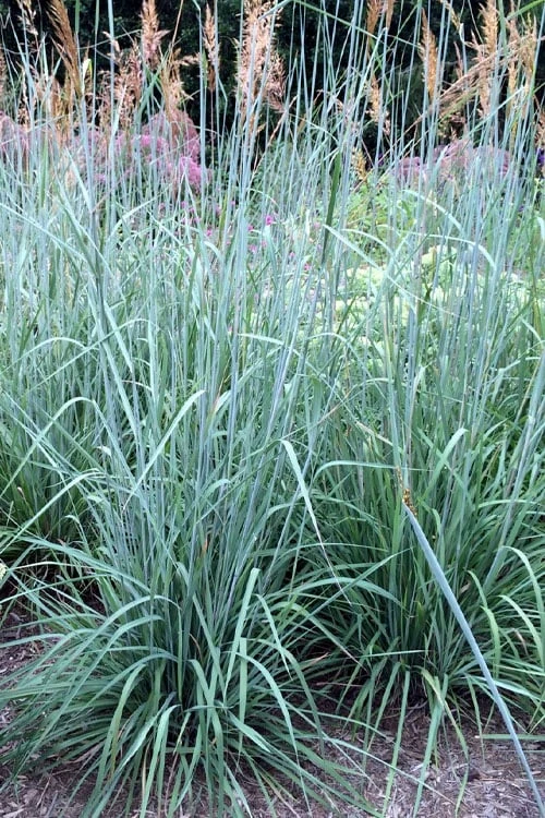 Indian Steel Blue Prairie Grass (Sorghastrum Nutans) - 1 Gallon Pot 1 Indian Steel Blue Prairie Grass (Sorghastrum Nutans) - 1 Gallon Pot