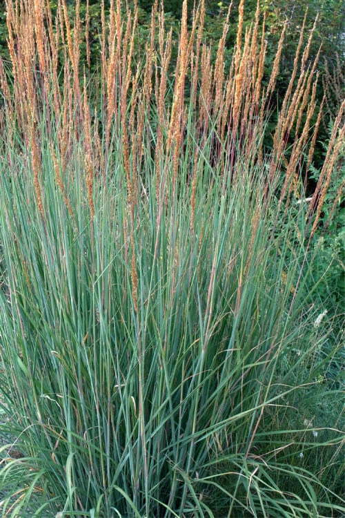 Indian Steel Blue Prairie Grass (Sorghastrum Nutans) - 1 Gallon Pot 4 Indian Steel Blue Prairie Grass (Sorghastrum Nutans) - 1 Gallon Pot - Image 4