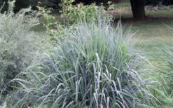 Indian Steel Blue Prairie Grass (Sorghastrum Nutans) - 1 Gallon Pot 13 Indian Steel Blue Prairie Grass (Sorghastrum Nutans) - 1 Gallon Pot -Garden Plant Store sorghastrum nutans indian steel blue prairie grass 5