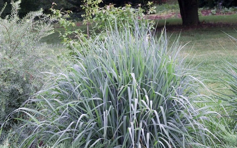 Indian Steel Blue Prairie Grass (Sorghastrum Nutans) - 1 Gallon Pot 6 Indian Steel Blue Prairie Grass (Sorghastrum Nutans) - 1 Gallon Pot - Image 6
