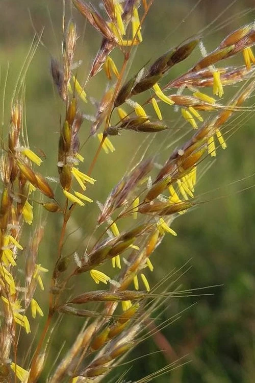 Indian Steel Blue Prairie Grass (Sorghastrum Nutans) - 1 Gallon Pot 5 Indian Steel Blue Prairie Grass (Sorghastrum Nutans) - 1 Gallon Pot - Image 5