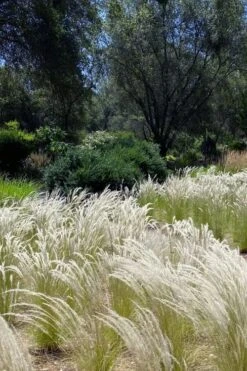 Peruvian Feather Grass (Stipa Ichu) - 1 Gallon Pot -Garden Plant Store stipa ichu peruvian feather grass 12