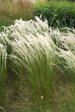Peruvian Feather Grass (Stipa Ichu) - 1 Gallon Pot -Garden Plant Store stipa ichu peruvian feather grass 14