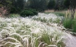 Peruvian Feather Grass (Stipa Ichu) - 1 Gallon Pot -Garden Plant Store stipa ichu peruvian feather grass 4
