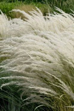 Peruvian Feather Grass (Stipa Ichu) - 1 Gallon Pot -Garden Plant Store stipa ichu peruvian feather grass 7