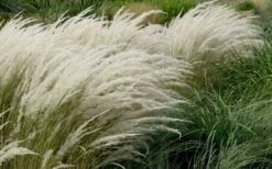 Peruvian Feather Grass (Stipa Ichu) - 1 Gallon Pot -Garden Plant Store stipa ichu peruvian feather grass 8