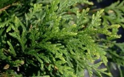 Green Giant Arborvitae - 7 Gallon Pot (3-4') -Garden Plant Store thuja green giant arborvitae 102
