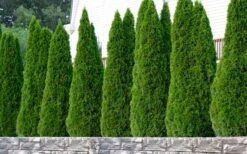 Emerald Green Arborvitae - 7 Gallon Pot (4-5') -Garden Plant Store thuja occidentalis emerald green arborvitae 102