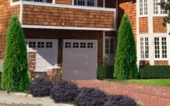 Emerald Green Arborvitae - 7 Gallon Pot (4-5') -Garden Plant Store thuja occidentalis emerald green arborvitae 106