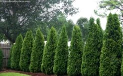 Emerald Green Arborvitae - 7 Gallon Pot (4-5') -Garden Plant Store thuja occidentalis emerald green arborvitae 109