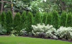 Emerald Green Arborvitae - 7 Gallon Pot (4-5') -Garden Plant Store thuja occidentalis emerald green arborvitae 110