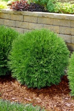 Planet Earth Arborvitae - 3 Gallon Pot 8 Planet Earth Arborvitae - 3 Gallon Pot -Garden Plant Store thuja occidentalis planet earth arborvitae 4