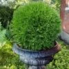 Planet Earth Arborvitae - 3 Gallon Pot