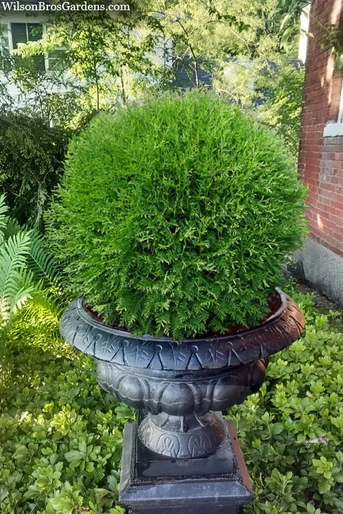 Planet Earth Arborvitae - 3 Gallon Pot 1 Planet Earth Arborvitae - 3 Gallon Pot