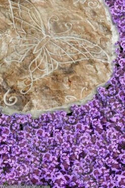 Caborn Wine & Roses Creeping Thyme - 5 Pack Of Pint Pots -Garden Plant Store thymus caborn wine and roses 2