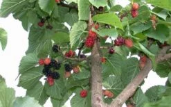 Red Mulberry Tree (Morus Rubra) - 5 Gallon Pot -Garden Plant Store tree red mulberry 2 800x500 1