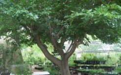 Red Mulberry Tree (Morus Rubra) - 5 Gallon Pot -Garden Plant Store tree red mulberry 3 800x500 1