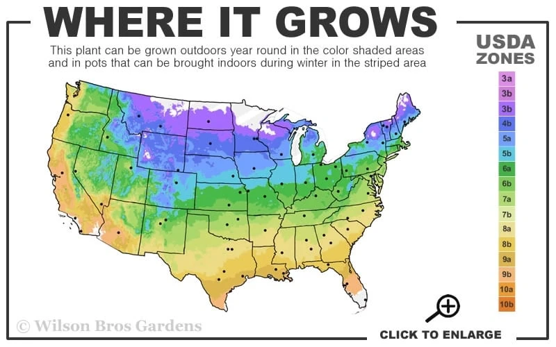 Corinne Clematis - 1 Gallon Pot 3 Corinne Clematis - 1 Gallon Pot - Image 3
