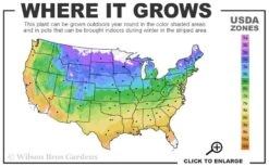 Diana's Delight Clematis - 1 Gallon Pot -Garden Plant Store usda zone map 8