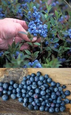 Wild Lowbush Blueberry Plant - 1 Gallon -Garden Plant Store vaccinium angustifolium low bush blueberry 10