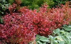 Wild Lowbush Blueberry Plant - 1 Gallon -Garden Plant Store vaccinium angustifolium low bush blueberry 2