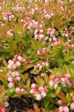 Wild Lowbush Blueberry Plant - 1 Gallon -Garden Plant Store vaccinium angustifolium low bush blueberry 4