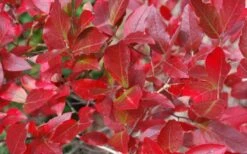 Wild Lowbush Blueberry Plant - 1 Gallon -Garden Plant Store vaccinium angustifolium low bush blueberry 6