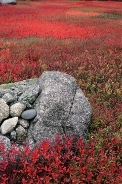 Wild Lowbush Blueberry Plant - 1 Gallon -Garden Plant Store vaccinium angustifolium low bush blueberry 7