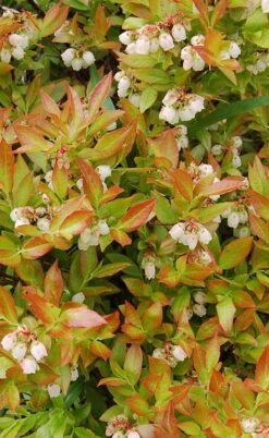 Wild Lowbush Blueberry Plant - 1 Gallon -Garden Plant Store vaccinium angustifolium low bush blueberry 9