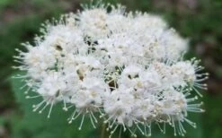 Maple Leaf Viburnum - 1 Gallon Pot -Garden Plant Store viburnum acerifolium maple leaf 15 1
