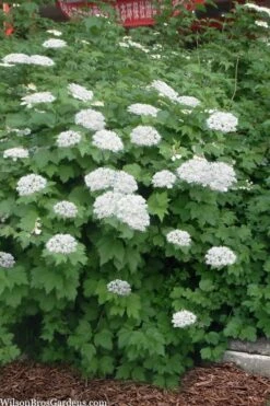 Maple Leaf Viburnum - 3 Pack Of 1.5 Quart Pots 14 Maple Leaf Viburnum - 3 Pack Of 1.5 Quart Pots -Garden Plant Store viburnum acerifolium maple leaf 16