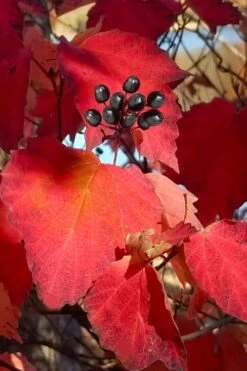 Maple Leaf Viburnum - 3 Pack Of 1.5 Quart Pots 16 Maple Leaf Viburnum - 3 Pack Of 1.5 Quart Pots -Garden Plant Store viburnum acerifolium maple leaf 2