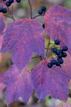 Maple Leaf Viburnum - 1 Gallon Pot -Garden Plant Store viburnum acerifolium maple leaf 3 1