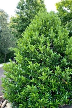 Mirror Leaf Sweet Viburnum - 3 Gallon Pot -Garden Plant Store viburnum awabuki chindo 3 1