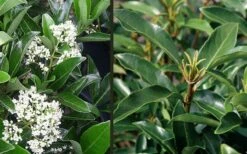 Mirror Leaf Sweet Viburnum - 7 Gallon Pot (2-3') -Garden Plant Store viburnum awabuki chindo 4 3