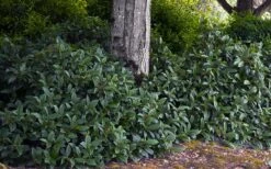 David Viburnum - 3 Gallon Pot -Garden Plant Store viburnum davidii 12