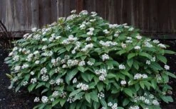 David Viburnum - 3 Gallon Pot -Garden Plant Store viburnum davidii 14