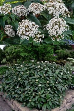 David Viburnum - 3 Gallon Pot -Garden Plant Store viburnum davidii 15