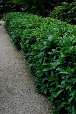 David Viburnum - 3 Gallon Pot -Garden Plant Store viburnum davidii 17