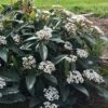 David Viburnum - 3 Gallon Pot