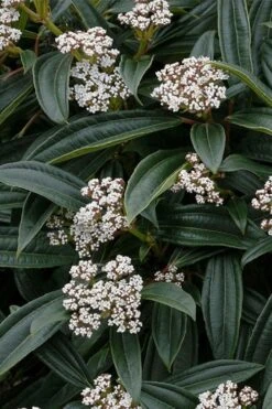 David Viburnum - 3 Gallon Pot -Garden Plant Store viburnum davidii 3
