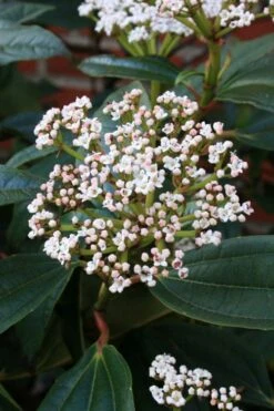 David Viburnum - 3 Gallon Pot -Garden Plant Store viburnum davidii 5
